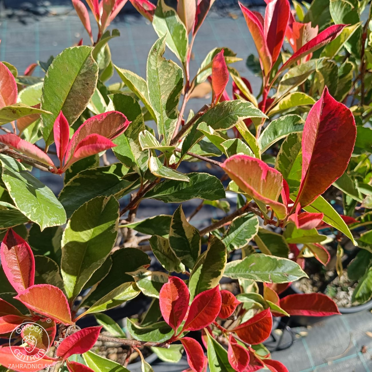 Obrázok Červienka fraserova (Photinia fraseri) ´PINK MARBLE´ - výška 90-100 cm, kont. C7L - NA KMIENKU